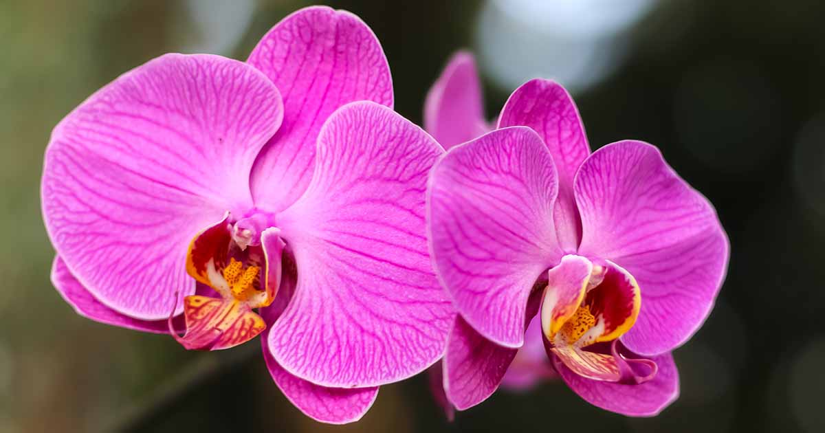 Orchids - The ART of Sophistication