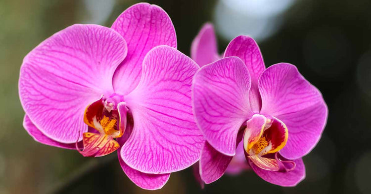 Orchids - The ART of Sophistication