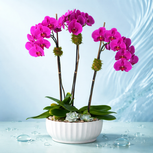 Triple Stem Magenta Orchid Centerpiece with Succulents