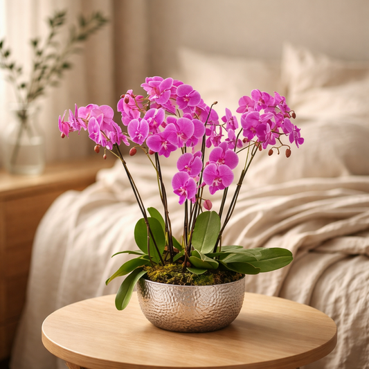Pink Phalaenopsis Orchid in Hammered Silver Bowl