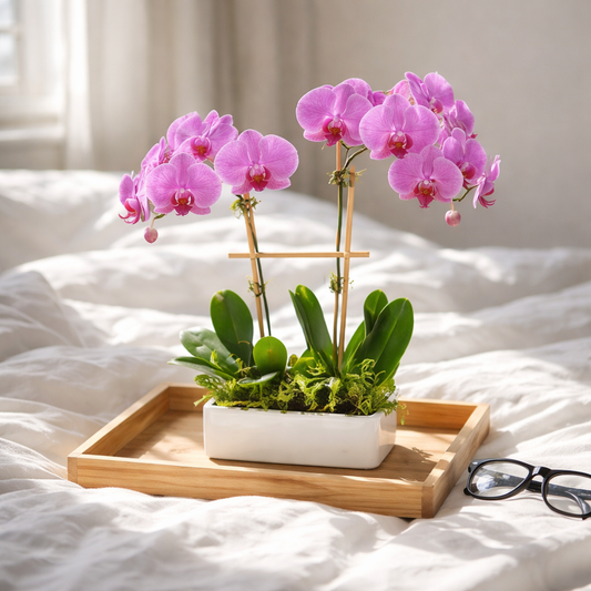 Mother's Day Pink Orchid Duo - Live Double Phalaenopsis in Modern White Planter