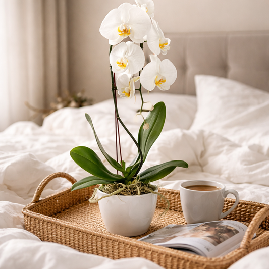 Mother's Day White Phalaenopsis Orchid - Live Orchid Plant Gift in White Ceramic Pot