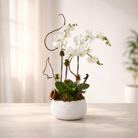 Mother's Day Special - White Orchid Zen Garden | Mini Phalaenopsis Arrangement