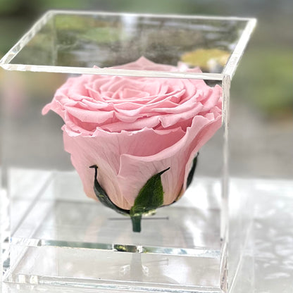 Rose Eternelle Pink Cube