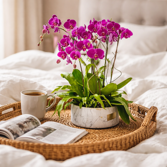 Royal Fuchsia Orchid Elegance Gift For Mom