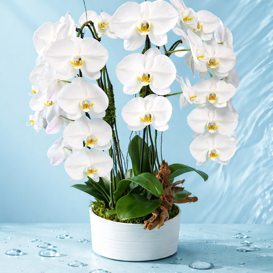 Pure Elegance 4-Stem White Orchid 🤍🌿