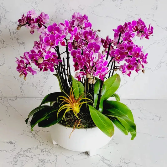 10 Stems Mini Purple Orchids