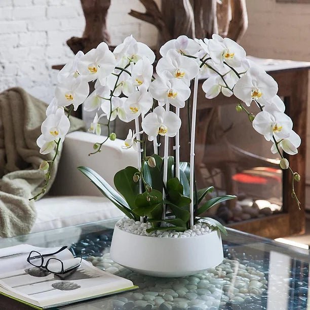 Endlesss Horizon Orchids